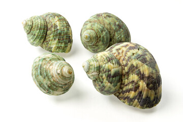 Seashells and shells on white background