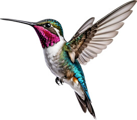 Fototapeta premium Close-up image of a Bee hummingbird bird. 