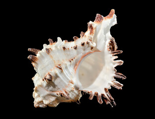 Murex Indivia Longspine Shell on a black background
