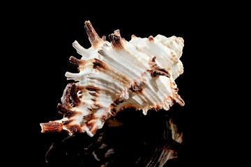 Murex Indivia Longspine Shell on a black background