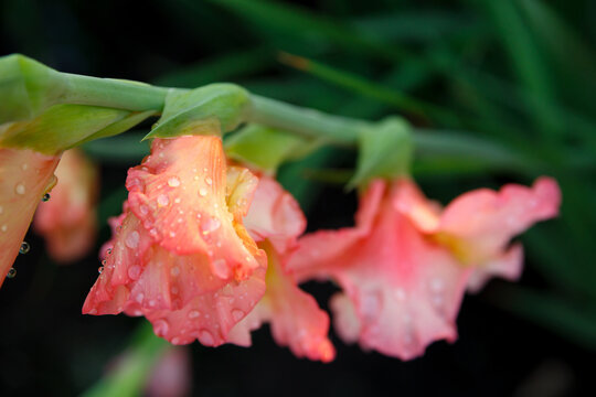 gladiolus flower in drops of dew in the green grass