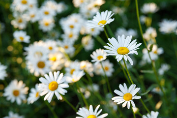 many white daisies in the garden on a background of grass