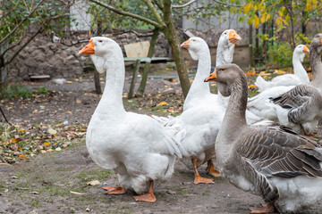 Naklejka na ściany i meble Geese in a country yard. Concept of raising healthy geese for the backyard farm. Small local business.