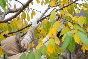 Male gardener prune fruit tree using battery powered pruning shears, secateur. Pruning electric tools. Farmers prunes and cuts branches of a tree in the garden with electric pruning secateurs.