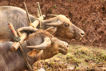 Buffalo plowing fields