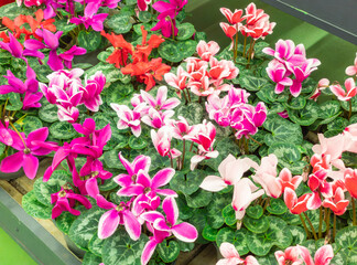 Seasonal blooming winter flowers. Close up pink and red cyclamen flowers in a pots in the garden store center. Gardening hobby. Greenhouse cultivation and sale of indoor flowers with cyclamen.