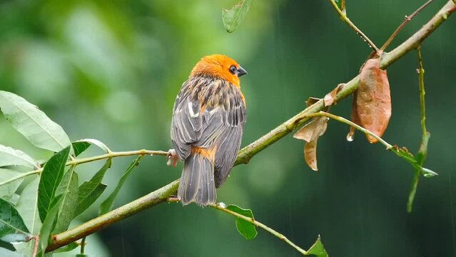Mauritius Foudia bird perching on branch during rainy weather