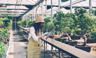 Bonsai greenhouse center. rows with small trees, woman working and taking care of the plants