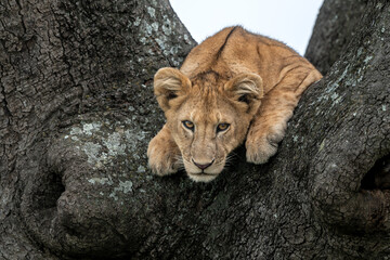 Close-up of a lion cub climbed-up on an acacia tree at Serengeti National Park, Tanzania