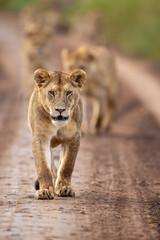 A pride of lions walking on murram road in Serengeti National Park, Tanzania