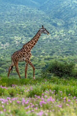 A young Masai giraffe walks through the flowering savannah against the backdrop of rolling hills of Ngorongoro Conservation Area 