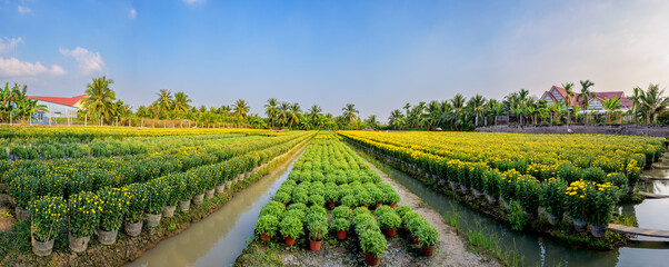 Panoramic of blooming flower fields in the countryside in My Tho, Tien Giang province, Vietnam