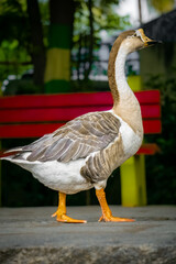 Duckling Family at Pallikaranai Public Park , Pallikaranai marsh reserve Malar Arangam, Deivasigamani, 6th Cross Street, Pallikaranai, Chennai, Tamil Nadu.