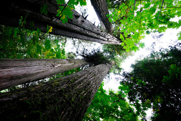 Towering Douglas Fir in Vancouver Island's Cathedral Grove, where ancient sentinels surpass 70 meters, creating a majestic forest cathedral. British-Columbia, Canada