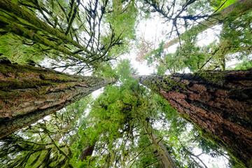 Towering Douglas Fir in Vancouver Island's Cathedral Grove, where ancient sentinels surpass 70...