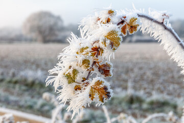 Spiky hoarfrost frozen plant in winter close up