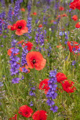 Wild red poppies and lavendar flower bed