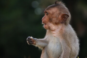 Close-up of a small Macaque (Angkor, Cambodia)