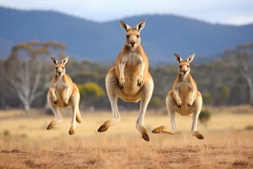 Poster Kangaroos hopping and playing in an open field. © OhmArt