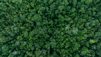Aerial top view tropical rainforest green forest tree with globe planet, Tropical jungle forest green globe planet in your hand, Save Earth, Forest texture and background, Environment Concept.