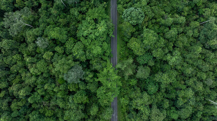 Aerial top view asphalt road in  green forest tree with globe planet, Tropical jungle forest green...