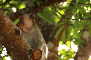 Monkey walking on Branches (Cambodia)