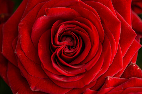 close up macro of red rose