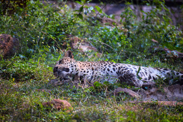 leopard in the grass