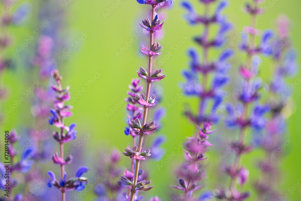 Poster sage blooming