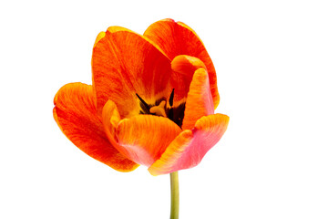 tulip flower isolated