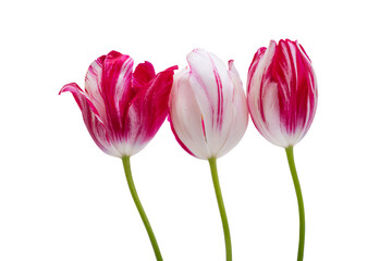 tulip flower isolated