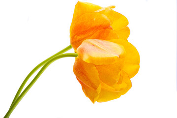 tulip flower isolated