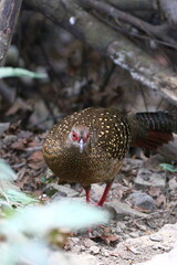 Swinhoe’s Pheasant Female Foraging in Natural Habitat