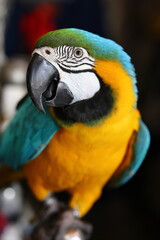 Vibrant Close-Up of a Macaw Parrot