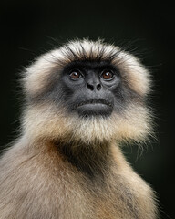 Close up of a Langur