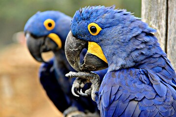 blue and yellow macaw © Anglyne