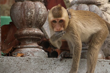 Macaque with Paw in its mouth (Cambodia)