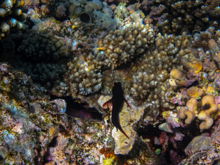 Interesting inhabitants of the coral reef in the Red Sea