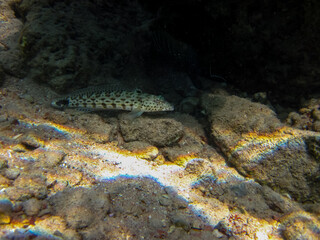 Interesting inhabitants of the coral reef in the Red Sea