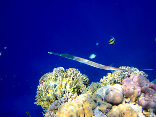 Interesting inhabitants of the coral reef in the Red Sea