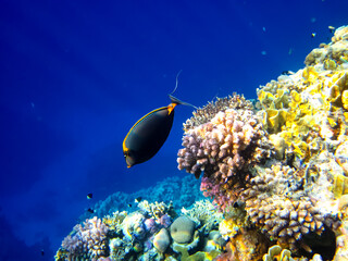 Interesting inhabitants of the coral reef in the Red Sea