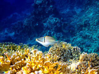 Interesting inhabitants of the coral reef in the Red Sea