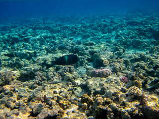Fototapeta na wymiar Interesting inhabitants of the coral reef in the Red Sea