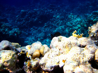 Interesting inhabitants of the coral reef in the Red Sea