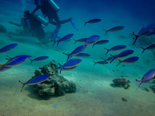 Fototapeta na wymiar Interesting inhabitants of the coral reef in the Red Sea