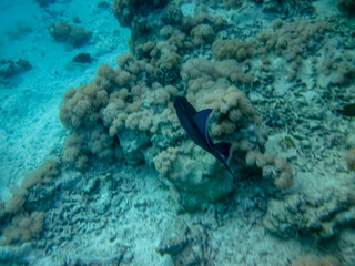 Interesting inhabitants of the coral reef in the Red Sea