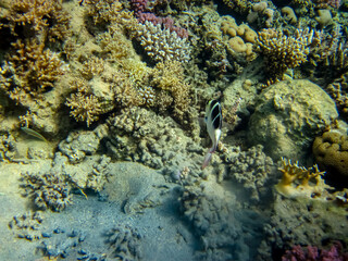 Interesting inhabitants of the coral reef in the Red Sea