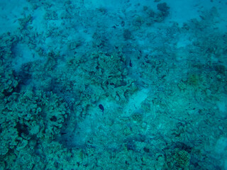 Interesting inhabitants of the coral reef in the Red Sea