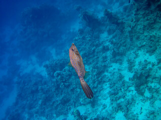 Interesting inhabitants of the coral reef in the Red Sea