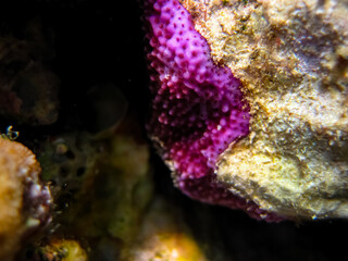 Interesting inhabitants of the coral reef in the Red Sea